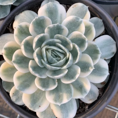 Echeveria Cv. Onslow ulgurji o'simliklar