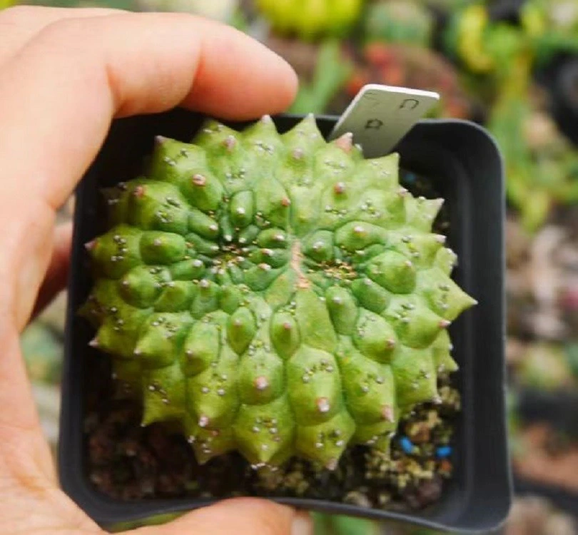 Euphorbia Gymnocalycioides high quality