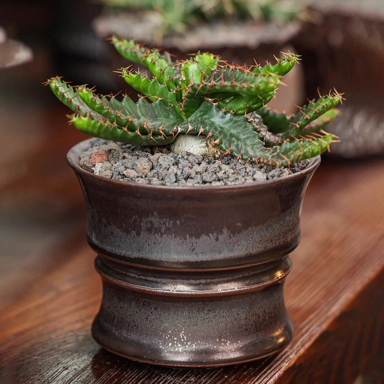 Euphorbia Stellata suppliers