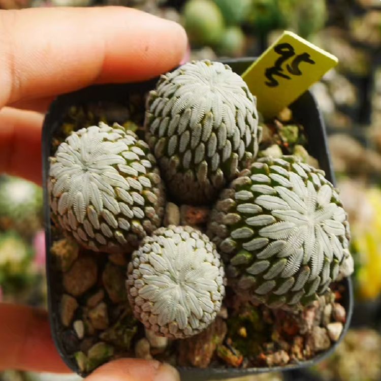 Pelecyphora Asseliformis