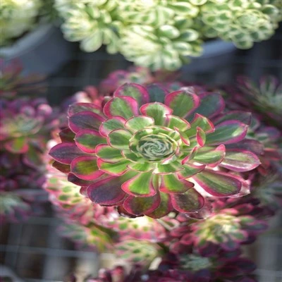 Aeonium muzqaymoq