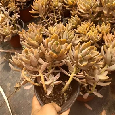 Graptopetalum puding klasteri